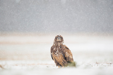 A Juvenile Bald Eagle sitting in an open field in the light snow on a cold winter day.