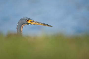 A Tricolored Heron peeks from behind some bright green grass with a smooth water background in the bright sunlight.