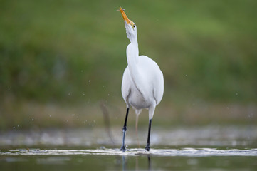 A Great Egret stalking prey in shallow water with a smooth green background in soft overcast light.