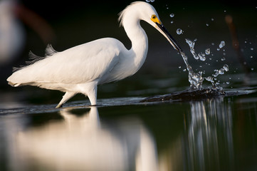 A Snowy Egret stalks the shallow water in search of food with a dark smooth background.