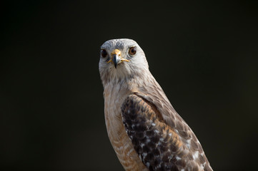 A close portrait of a Red-shouldered Hawk with a dark background in featuring its piercing eyes.