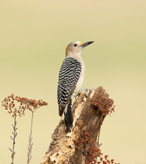 Golden-fronted Woodpecker (Female) (Melanerpes aurifrons), Texas, USA