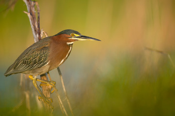 A Green Heron perched on a branch with a smooth green background in the bright morning sunlight.