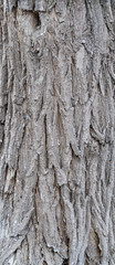 Volumetric textured texture of the bark of a tree trunk. Background for design.