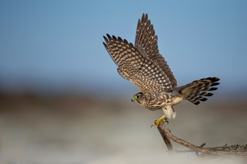 A Merlin shows off the intricate pattern on the underside of its wings as it takes off from this perch on the beach in the bright sunlight. - obrazy, fototapety, plakaty
