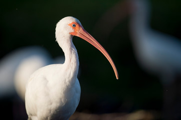 A close-up portrait of a White Ibis in the bright sun against a dark black background.