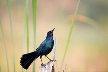 A male Common Grackle perched in front of a smooth out of focus background in the sun showing off its irridescence.