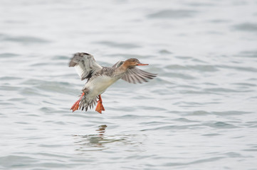 A Red-breasted Merganser landing in the ocean water on an overcast cloudy day.