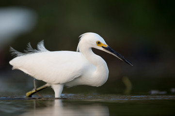 A Snowy Egret stalks prey in shallow water in early morning sunlight with a dark green background.