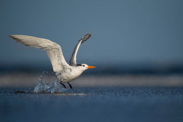 Fototapeta na wymiar A Royal Tern takes off out of the shallow water with a big splash and its wings spread out on a bright sunny day.