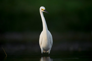 Obraz premium A Snowy Egret stalks the shallow water in search of food with a dark smooth background.
