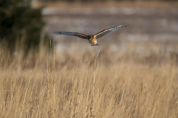 A Northern Harrier flies over an open field as the golden setting sunlight shines on it.