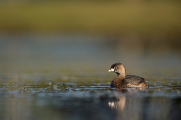 A small and cute Pied-billed Grebe swims in calm water in the early morning sunlight with a smooth background.