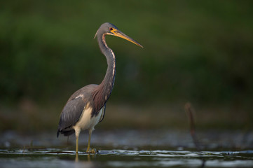 A Tricolored Heron stalks prey in the shallow water in soft overcast light with a smooth green background.
