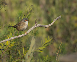 Small bird landed in a tiny branche in front of mediterranean bushes