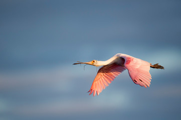 A bright pink Roseate Spoonbill flies in the golden morning sunlight with nesting material in it's beak with a dark cloudy background.