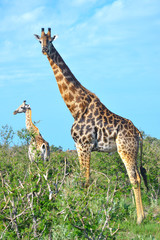 Adult giraffe with cub in Moremi Game Reserve, Okavango Delta, Botswana, Africa