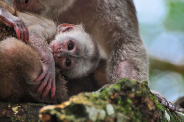 A monkey in the amazon jungle
