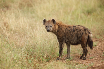 Hyena in the wilderness of Africa