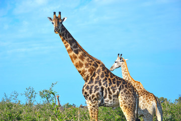 Adult giraffe with cub in Moremi Game Reserve, Okavango Delta, Botswana, Africa.