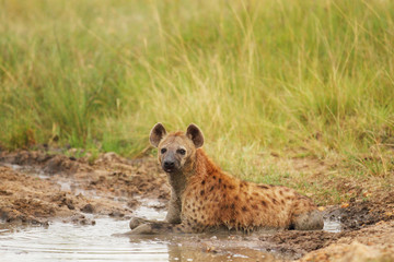 Hyena in the wilderness of Africa