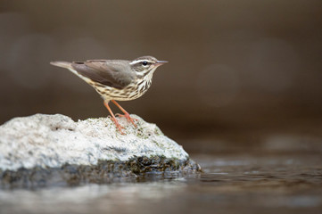 Louisiana Waterthrush perched on a large boulder in the water as it searches for small insects and invertabrates to eat in the soft overcast light.