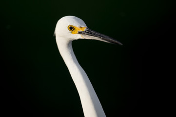 A close-up portrait of a Snowy Egret in the bright sun against a dark black background.