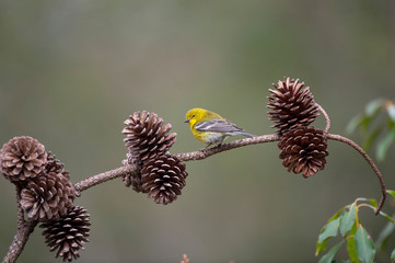 Obraz premium A bright yellow Pine Warbler perched on a branch with pine cones with a smooth background and soft overcast light.