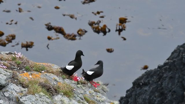 Couple of black guillemots / tysties (Cepphus grylle) resting in sea cliff, Shetland Islands, Scotland, UK