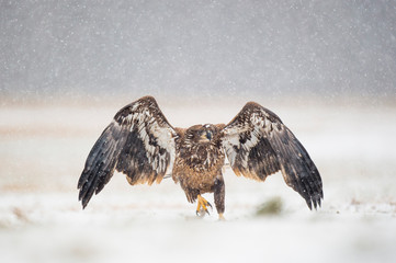 A Juvenile Bald Eagle flying in the snow along the ground  in an open field on a cold winter day.