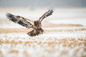 A Juvenile Bald Eagle flying in the snow in an open field on a cold winter day.