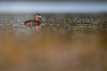A small and cute Pied-billed Grebe floats on calm water in the early morning sunlight.