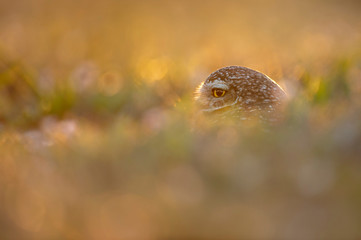 Florida Burrowing Owl peeking out of its burrow as it glows in the golden setting sunlight.