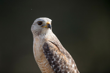 A close portrait of a Red-shouldered Hawk with a dark background in featuring its piercing eyes.