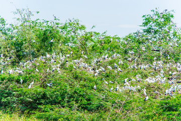 A large group openbill storks together on the tree.