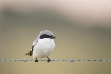 A close-up Loggerhead Shrike perched on barbed wire in front of a smooth out of focus green...
