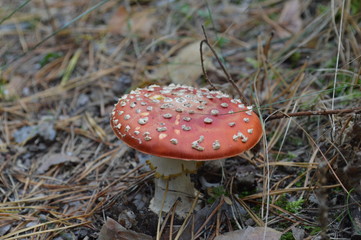  beautiful mushroom in the forest