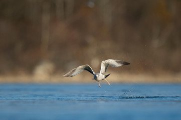 A juvenile Ring-billed Gull takes off from the water with a splash in the bright sunlight.