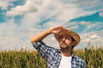 Serious corn farmer is looking up at the sky