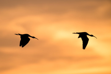 A pair of White Ibis silhouette as they fly in front of an orange sunset sky .