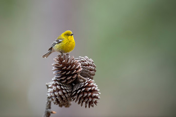 A bright yellow Pine Warbler perched on a branch with pine cones with a smooth background and soft overcast light.