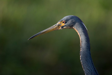 A close head shot of a Tricolored Heron showing off its yellow bill and bright red eye with a smooth green background.