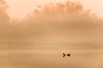 A pair of Hooded Mergansers float on calm water in a scenic foggy early morning scene at sunrise.