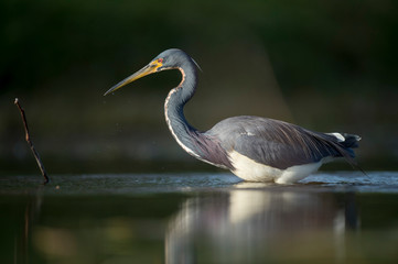 A Tricolored Heron stalks the shallow water in the early morning sun with a dark background and dramatic lighting.