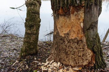Footprints in the tree by the beaver teeth, fallen trees, dam of breven.Opilki around the tree.