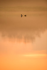 A pair of Hooded Mergansers float on calm water in a scenic foggy early morning scene at sunrise.