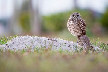 A pair of Florida Burrowing Owls standing in and around their burrow in soft light with a smooth green and brown background.