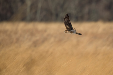 A Northern Harrier flies over an open field with a tree background in the winter on a bright sunny day.