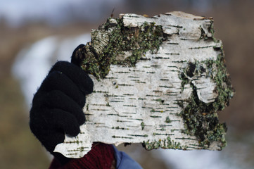 A gloved hand holds a birch bark like a sheet of paper.