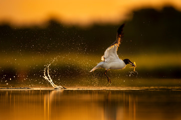 Laughing Gull takes off from the water with a big splash and a crab in its beak glowing in the golden sunlight.